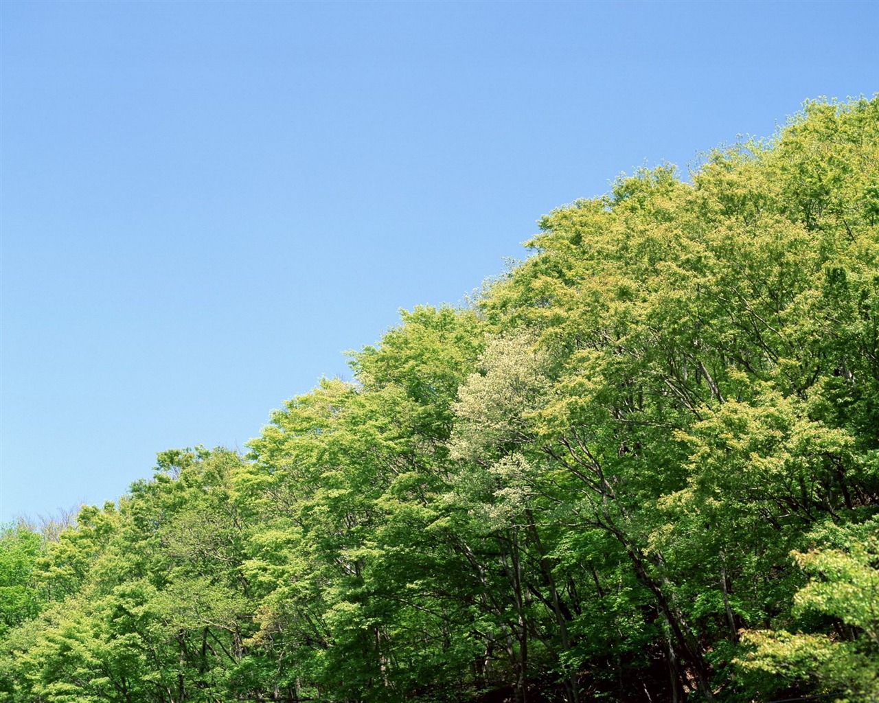 Printemps fonds d'écran Nature #26 - 1280x1024