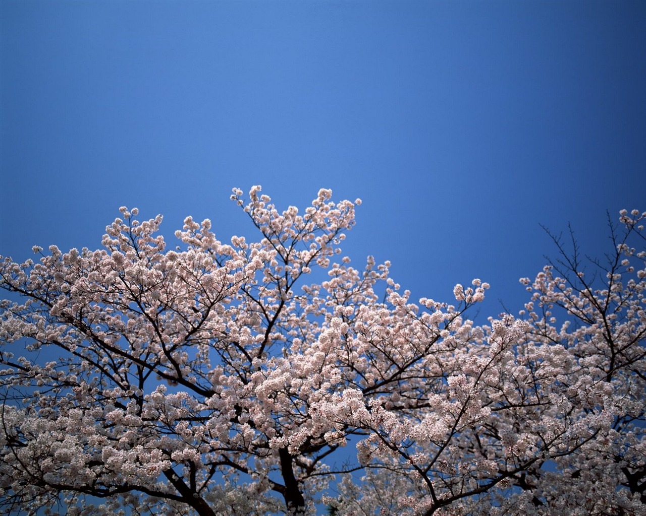 春色 自然风景壁纸28 - 1280x1024