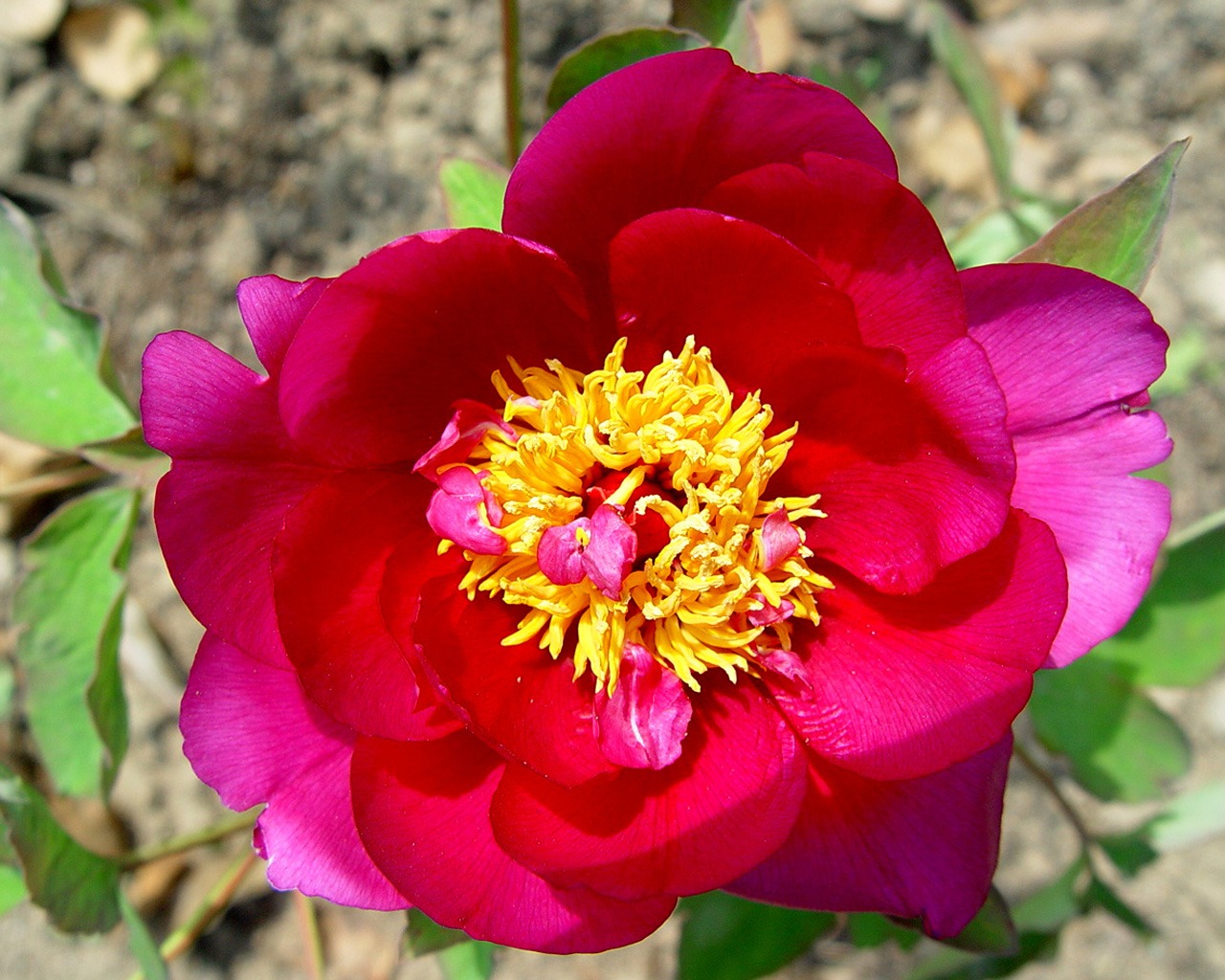 Queen Peony Flower Wallpapers #18 - 1280x1024