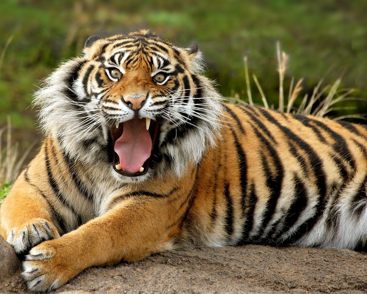 Tiger Photo Wallpaper #1 - 1280x1024