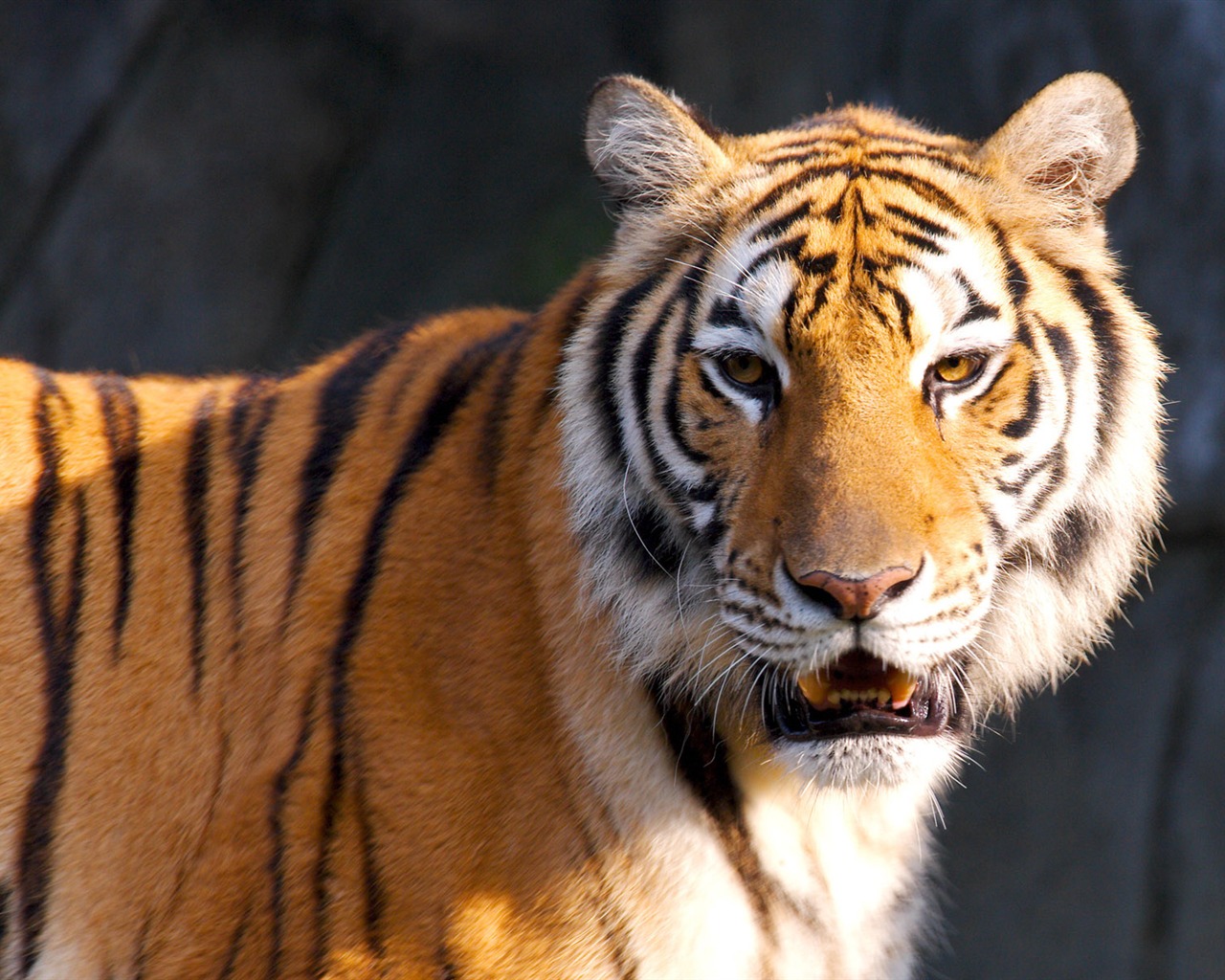 Tiger Photo Wallpaper #3 - 1280x1024