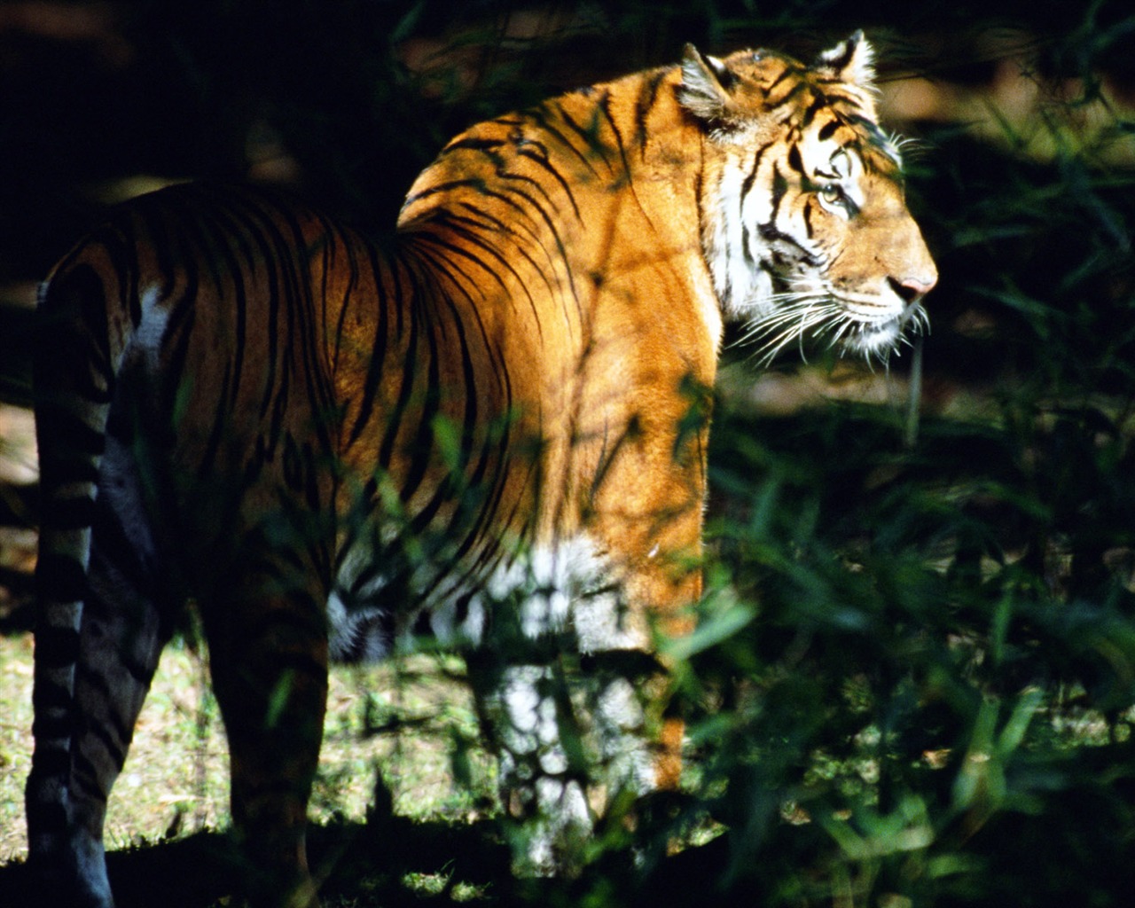 Foto Wallpaper Tigre #4 - 1280x1024