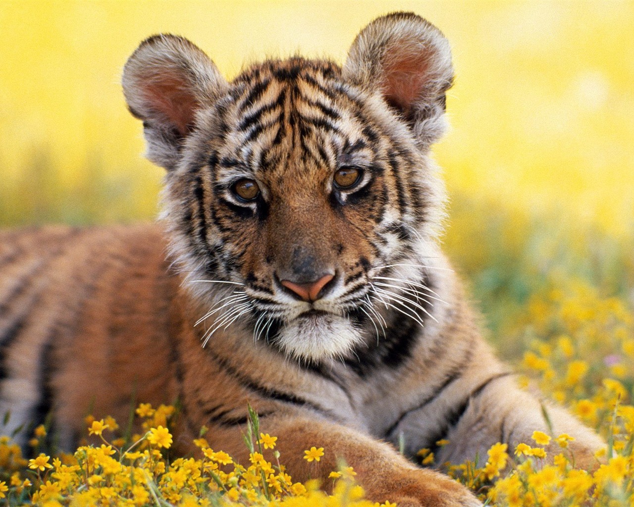 Tiger Photo Wallpaper #6 - 1280x1024