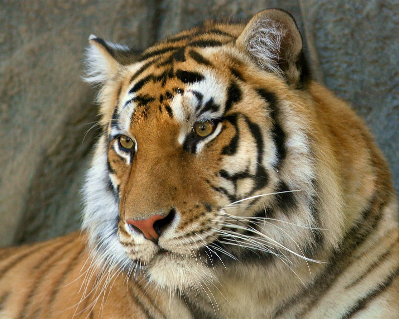 Tiger Photo Wallpaper #7 - 1280x1024