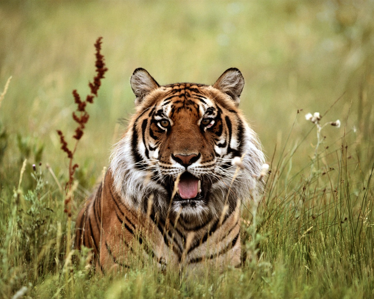 Tiger Foto Wallpaper #10 - 1280x1024