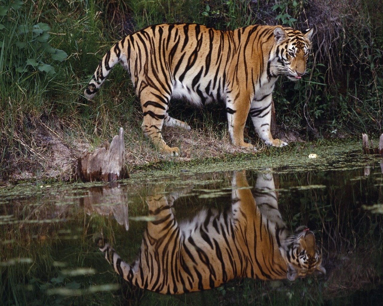 Tiger Foto Wallpaper #12 - 1280x1024