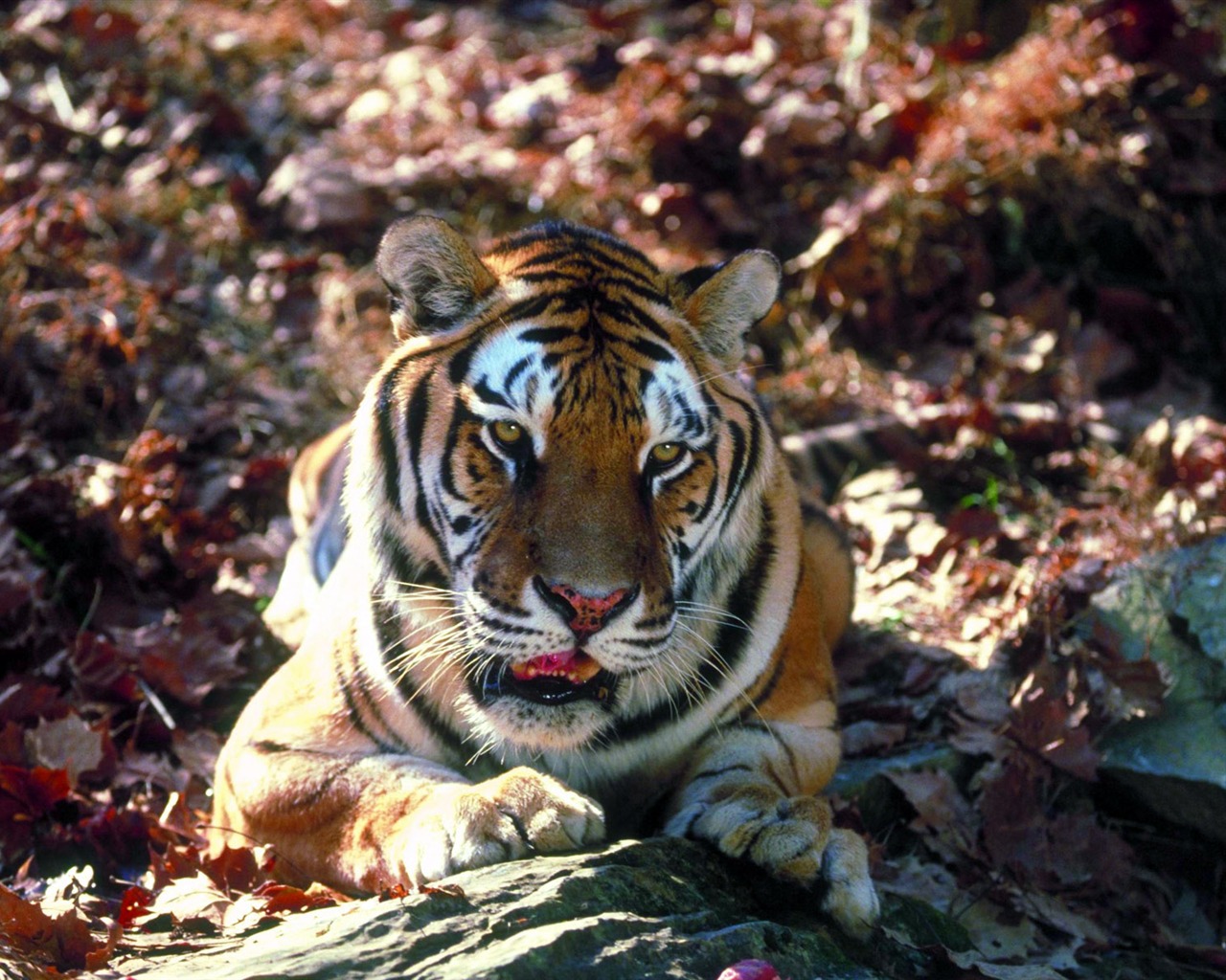 Tiger Foto Wallpaper #13 - 1280x1024