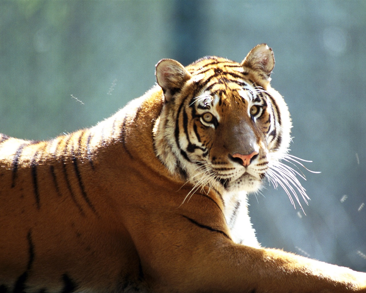 Tiger Фото обои #14 - 1280x1024