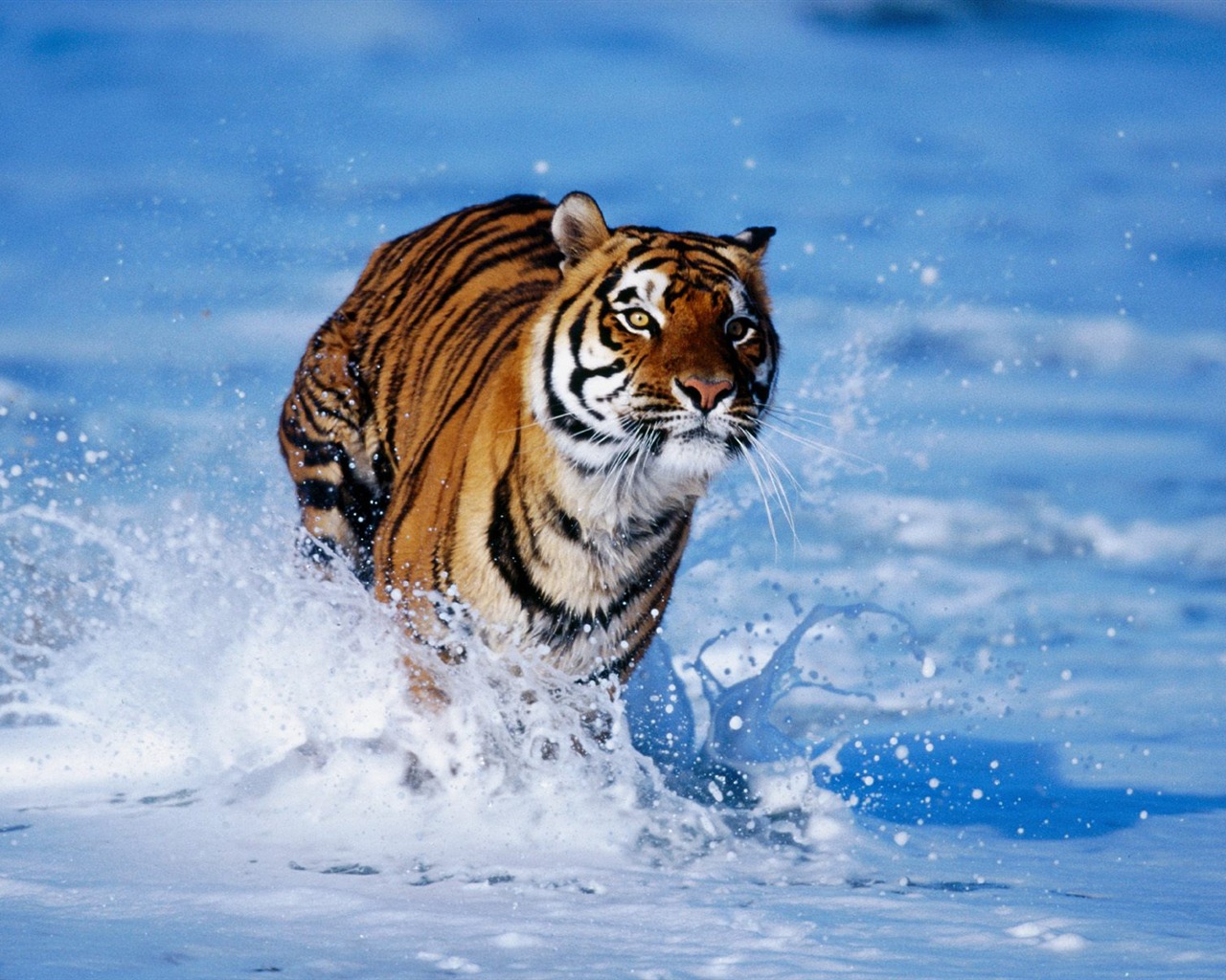 Tiger Фото обои #15 - 1280x1024