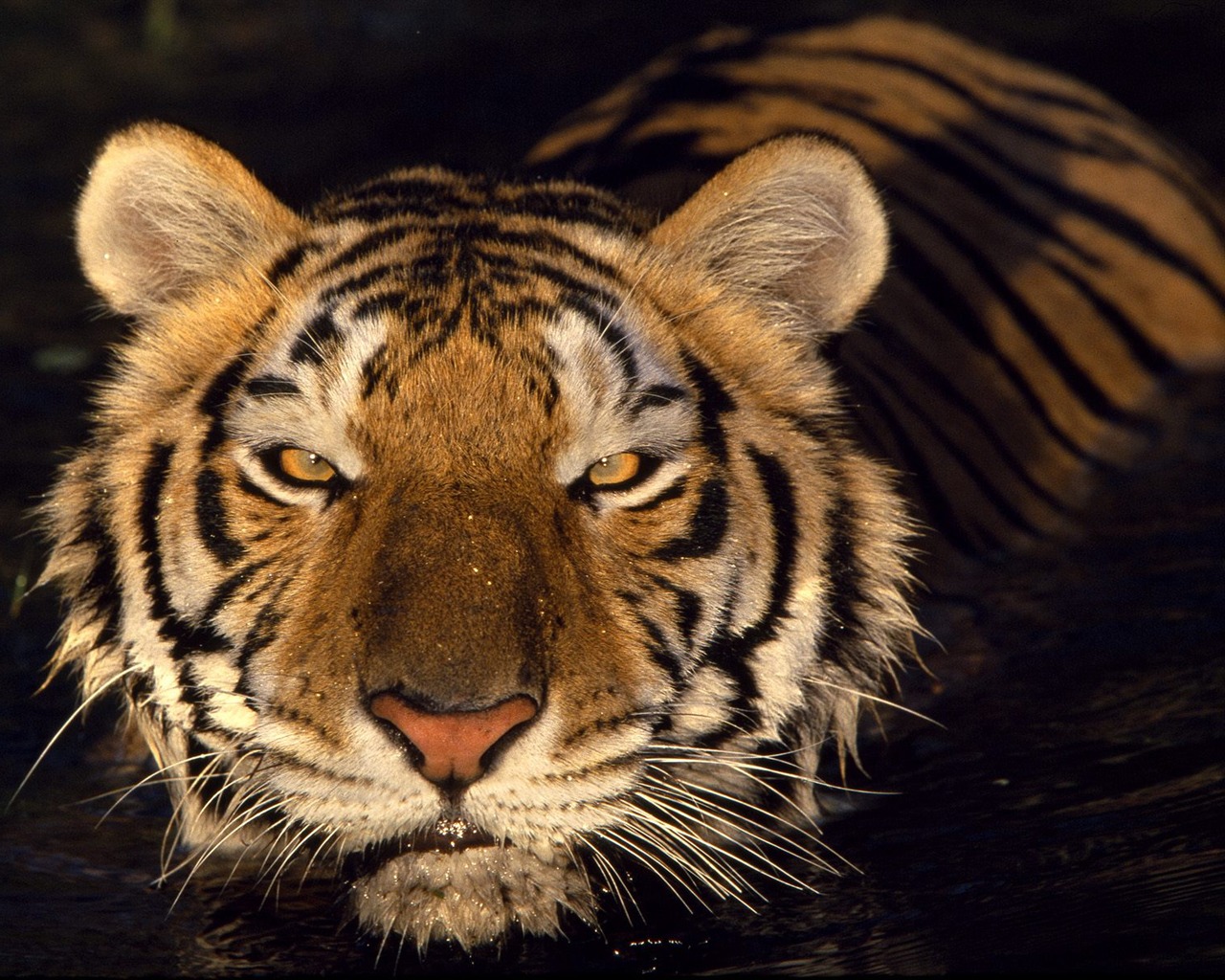 Tiger Фото обои #16 - 1280x1024