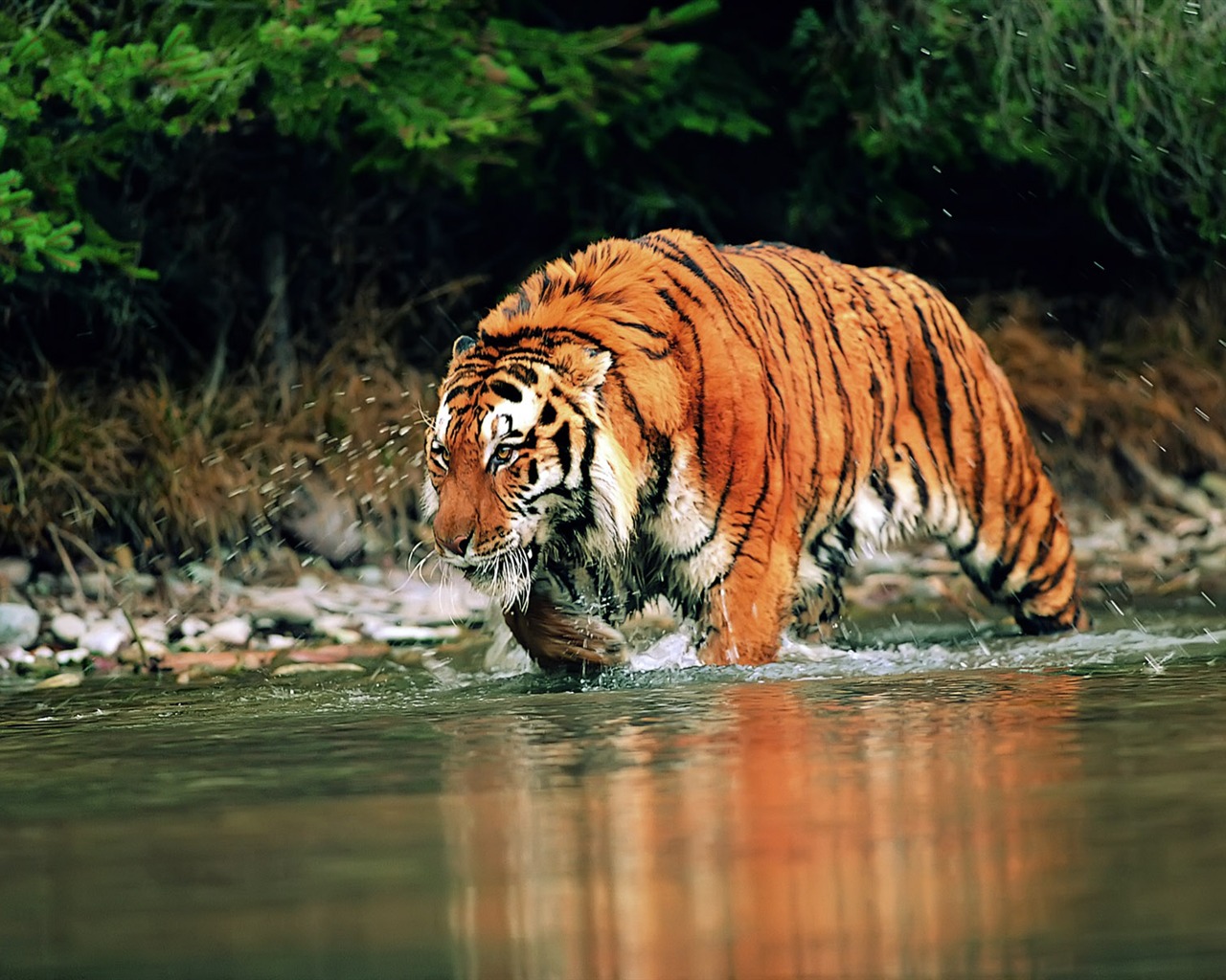 Tiger Foto Wallpaper #17 - 1280x1024