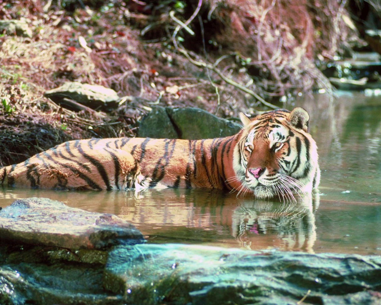 Tiger Фото обои #18 - 1280x1024