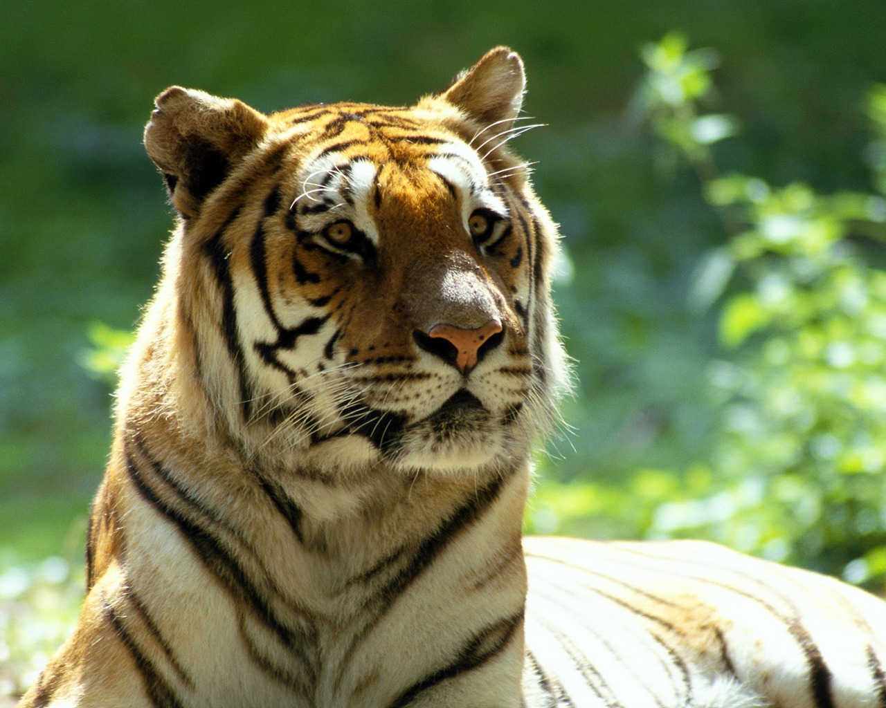 Tiger Фото обои #24 - 1280x1024