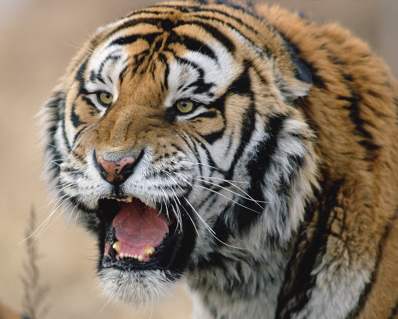 Tiger Foto Wallpaper #25 - 1280x1024