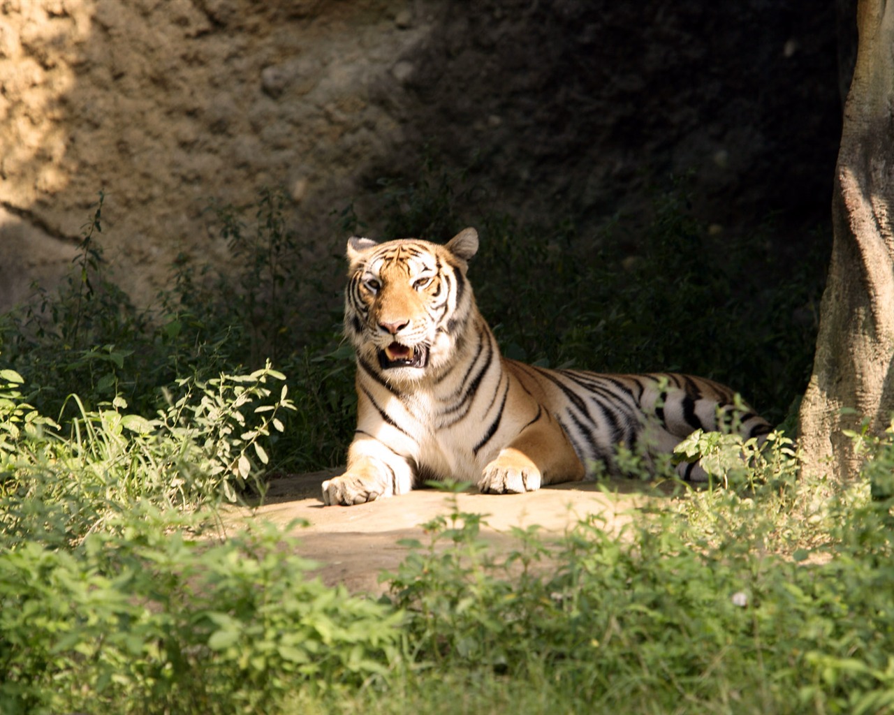 Tiger Фото обои #26 - 1280x1024