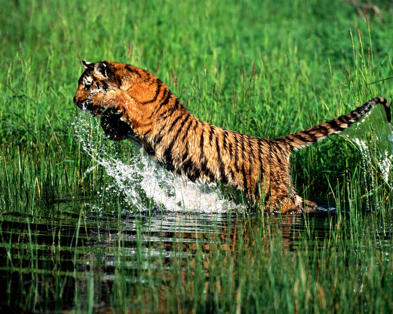 Tiger Фото обои #27 - 1280x1024