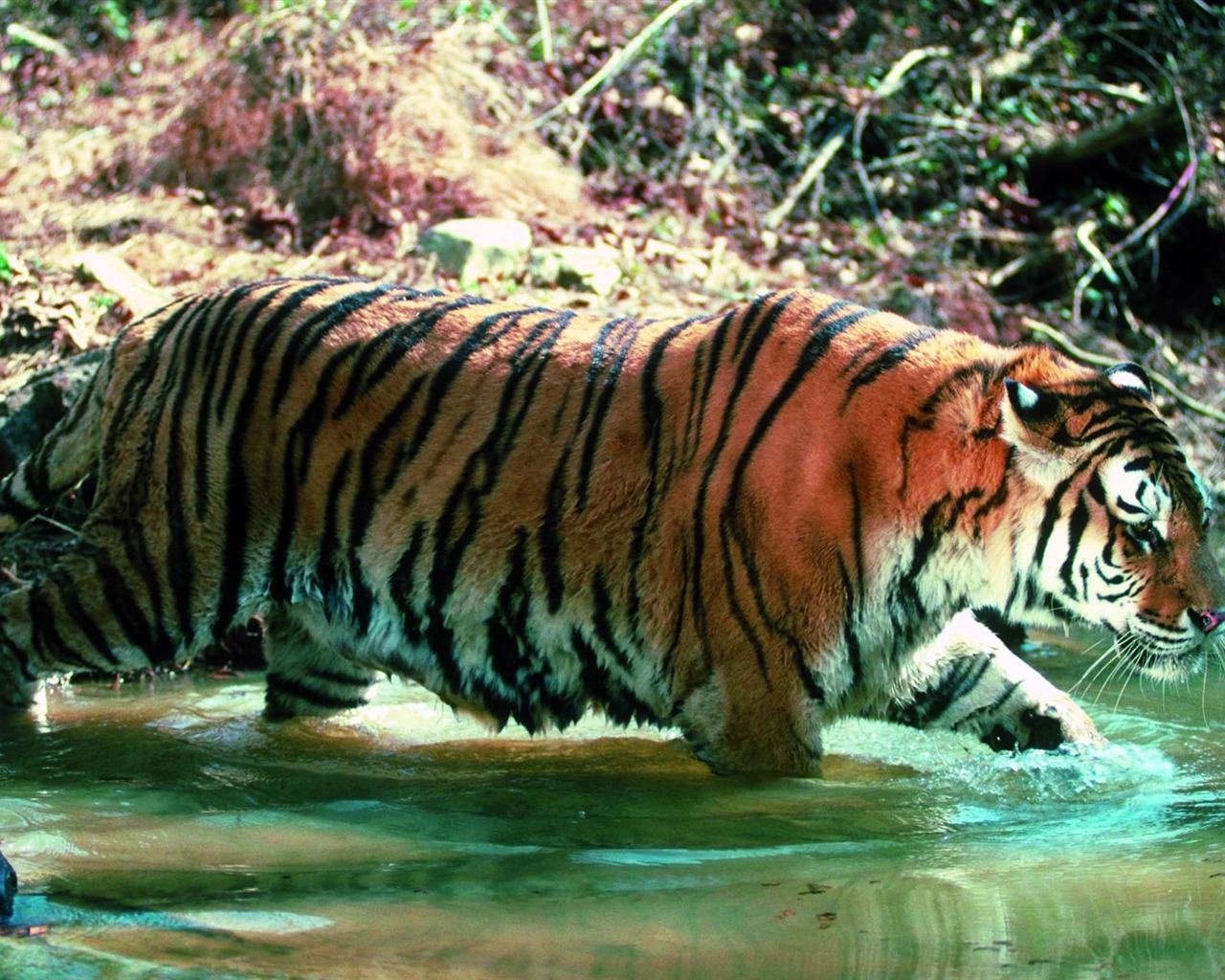 Tiger Photo Wallpaper #29 - 1280x1024