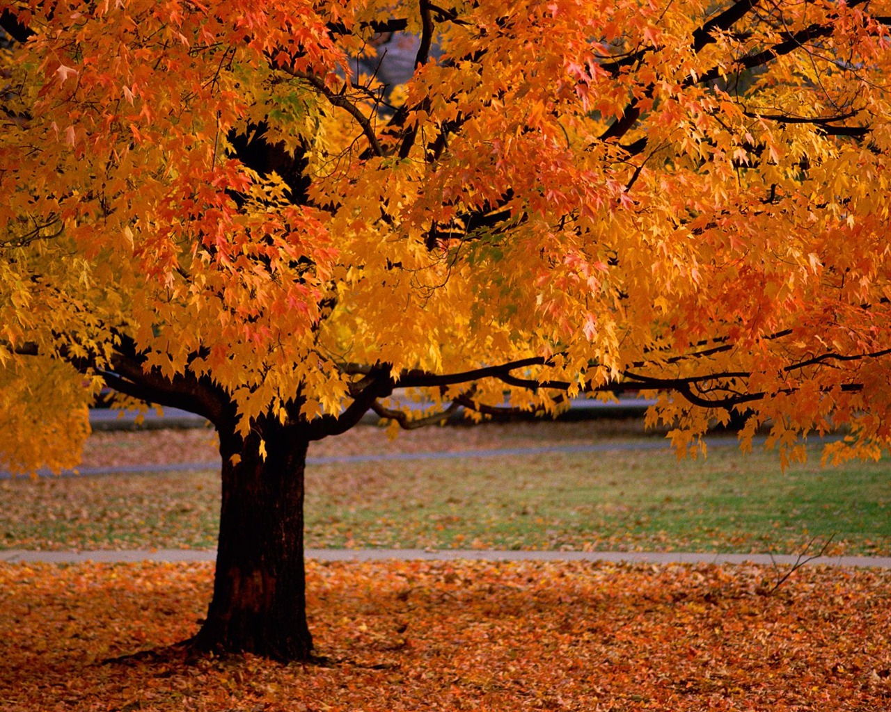 Fond d'écran magnifiques paysages d'automne #2 - 1280x1024