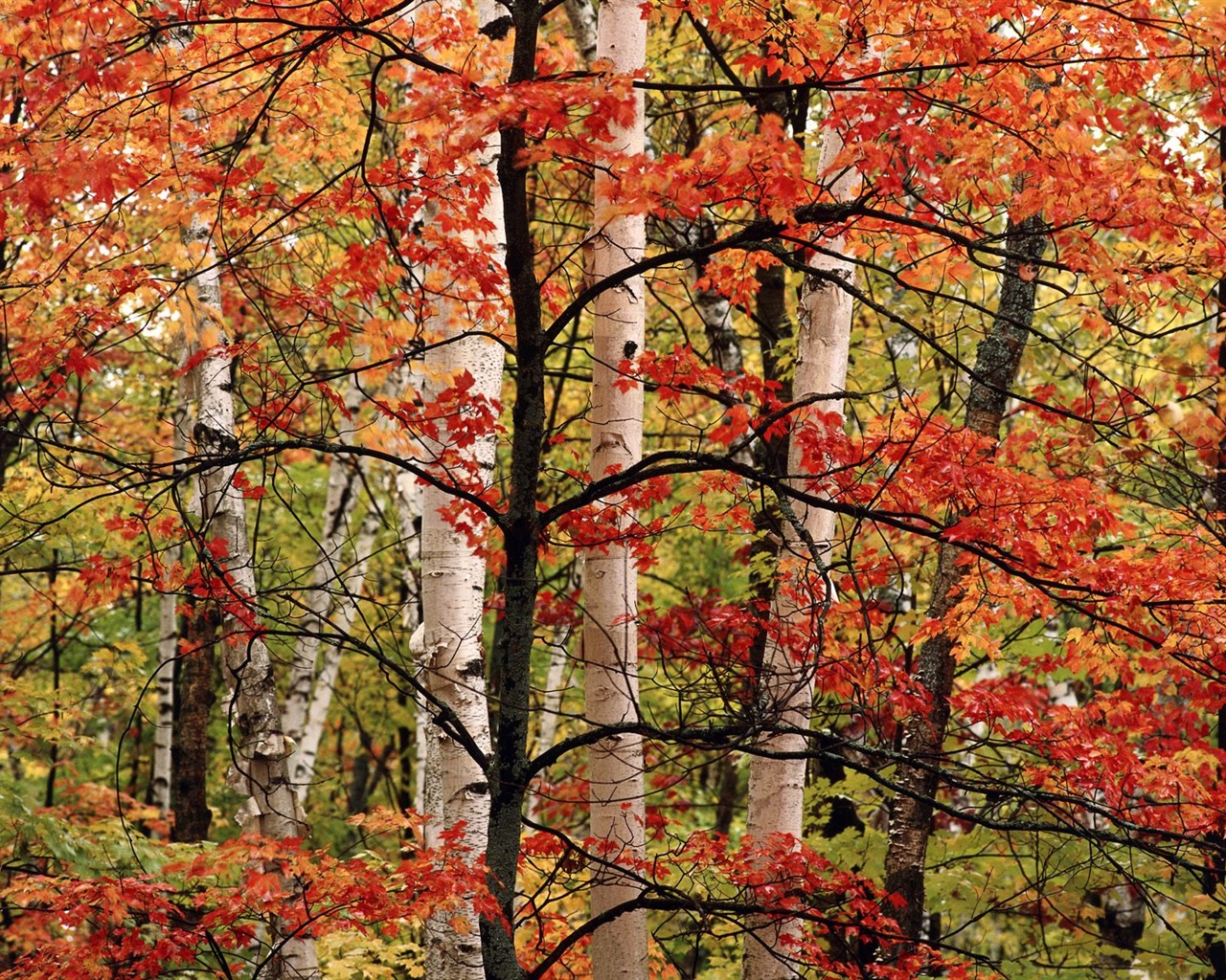 Herbstlandschaft schöne Tapete #3 - 1280x1024