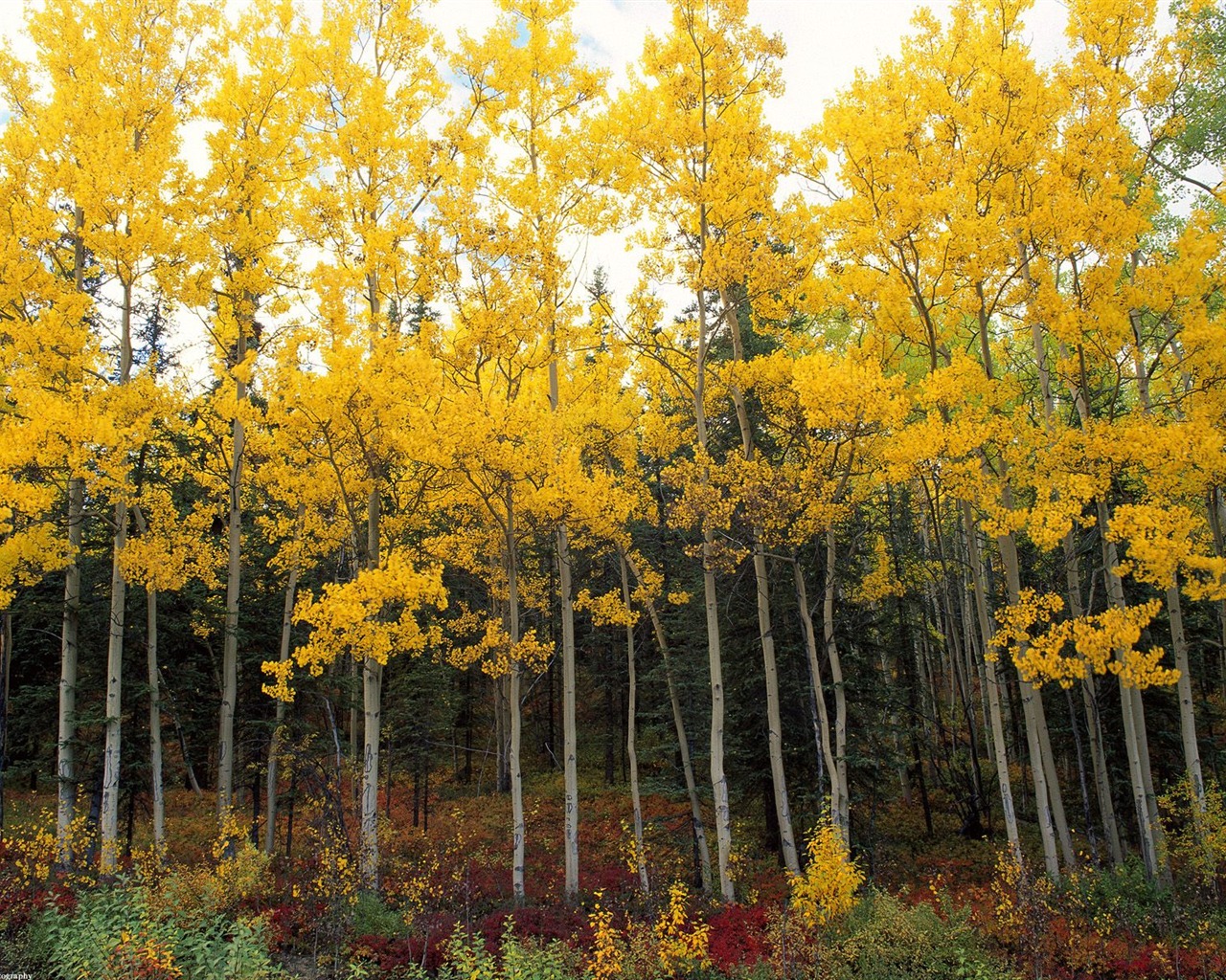 Herbstlandschaft schöne Tapete #4 - 1280x1024