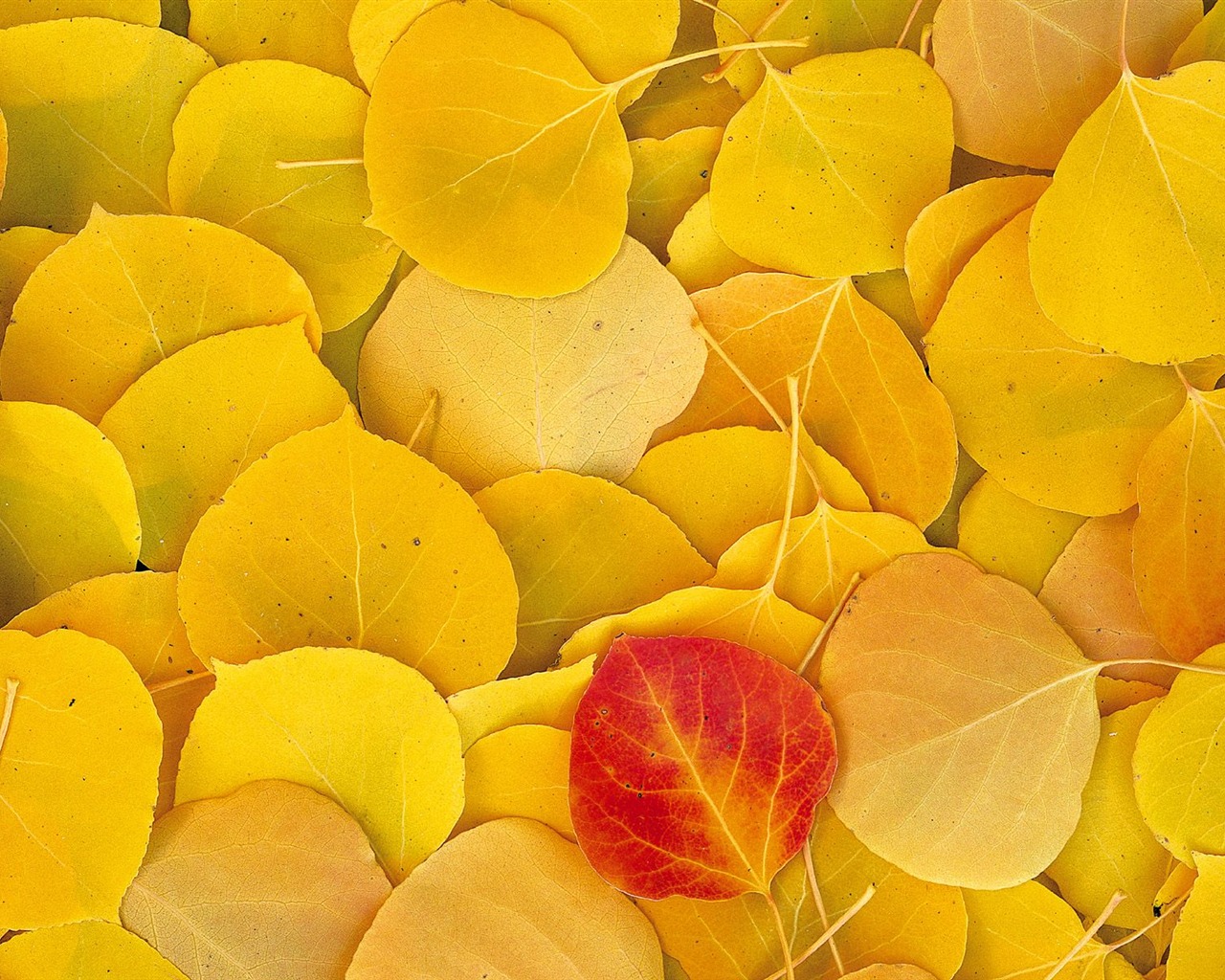 Podzimní krajina krásná tapeta #6 - 1280x1024