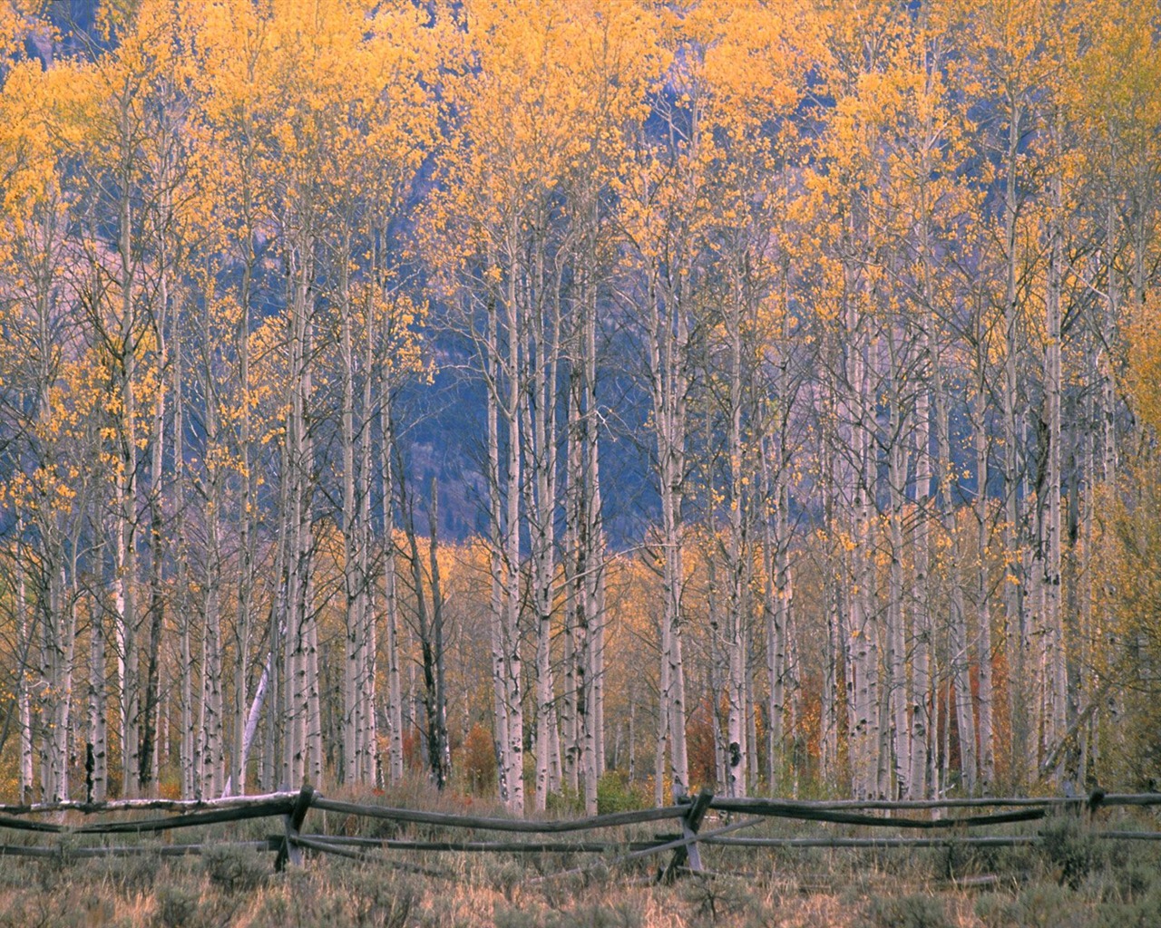 Herbstlandschaft schöne Tapete #7 - 1280x1024