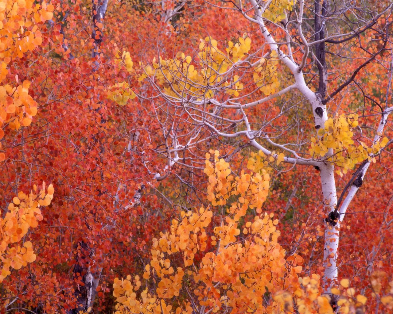 Herbstlandschaft schöne Tapete #8 - 1280x1024