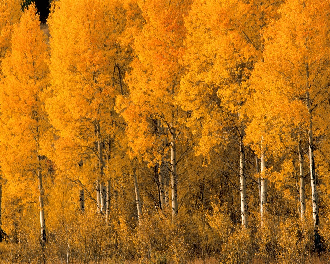 Herbstlandschaft schöne Tapete #9 - 1280x1024