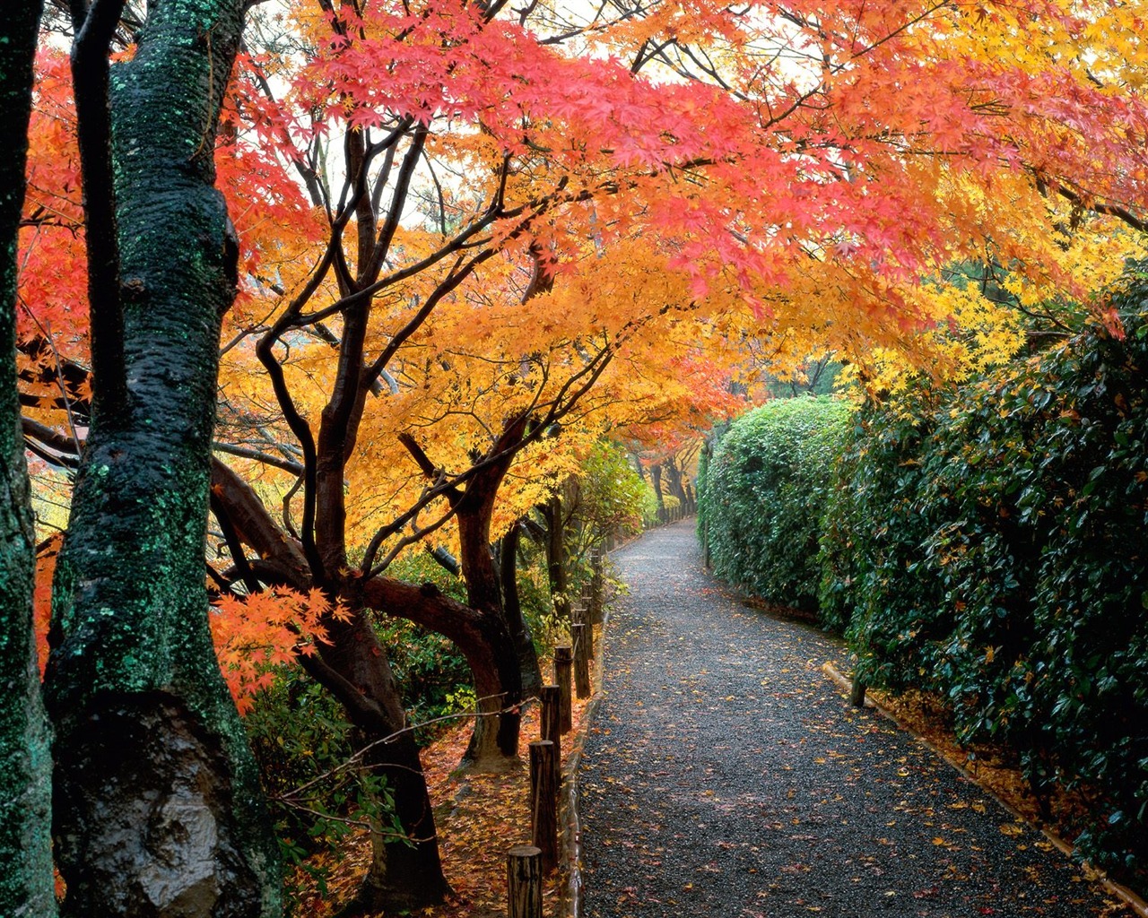 Podzimní krajina krásná tapeta #14 - 1280x1024