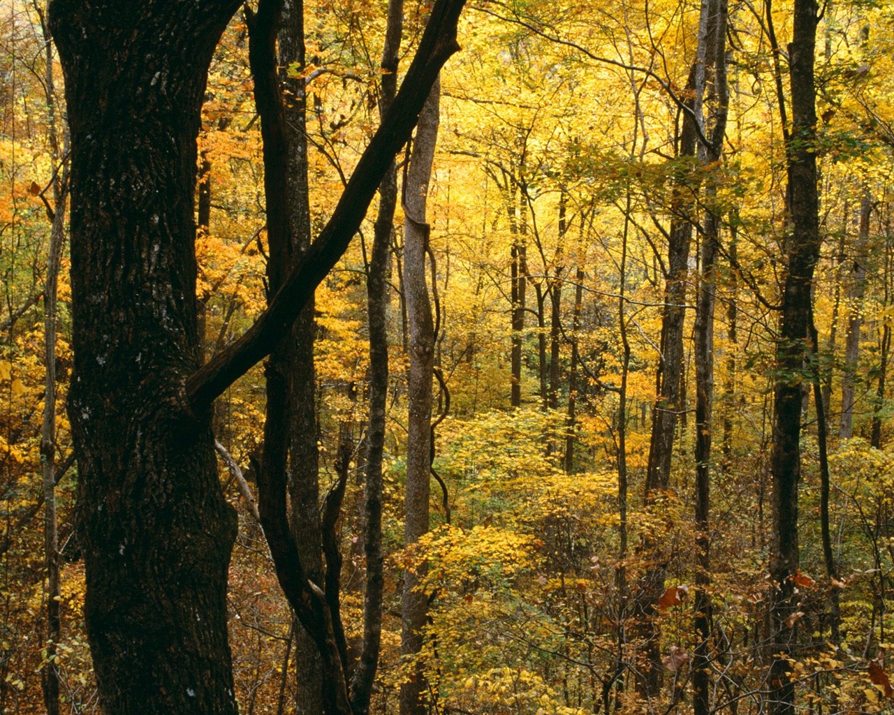 Podzimní krajina krásná tapeta #17 - 1280x1024