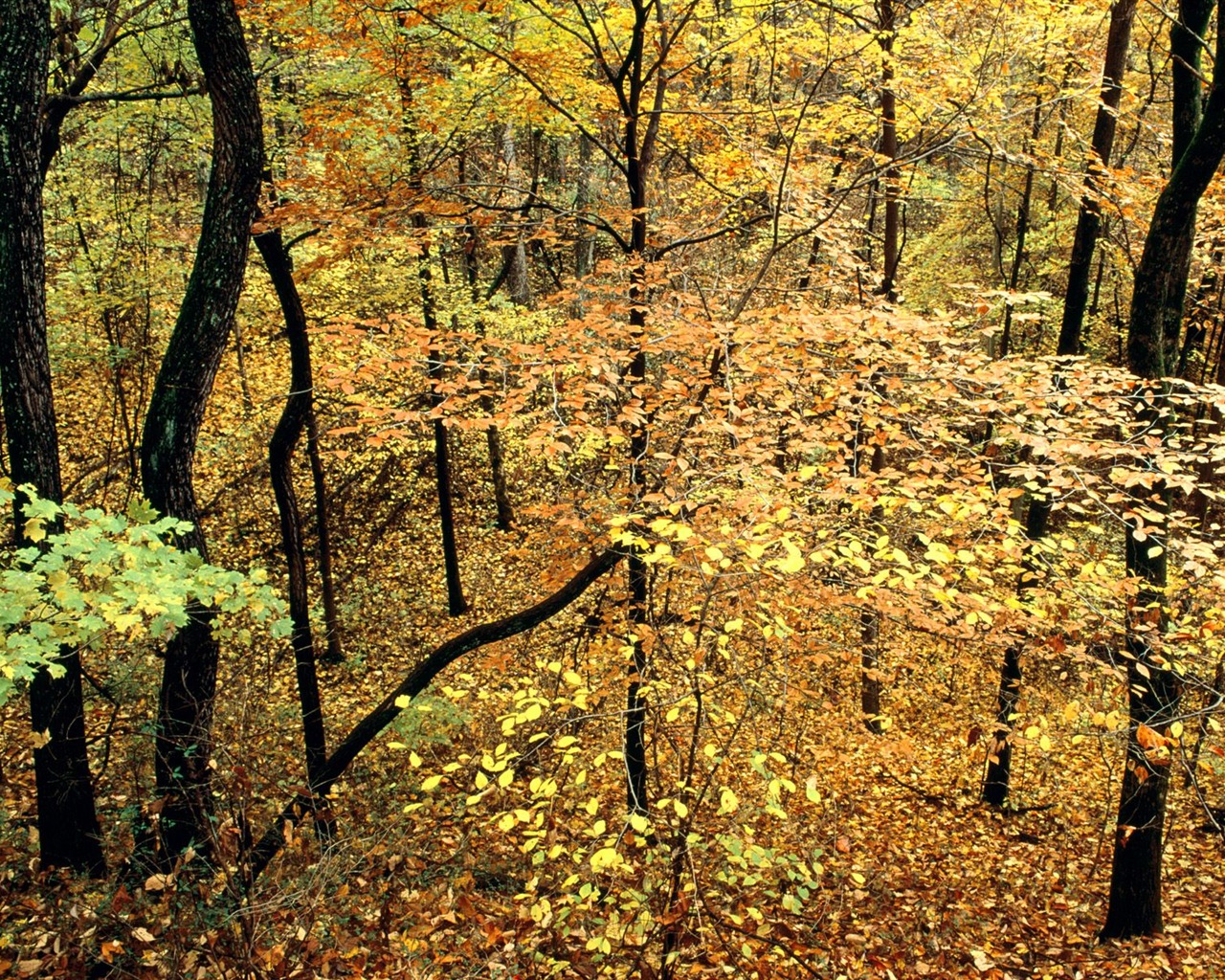 Podzimní krajina krásná tapeta #18 - 1280x1024