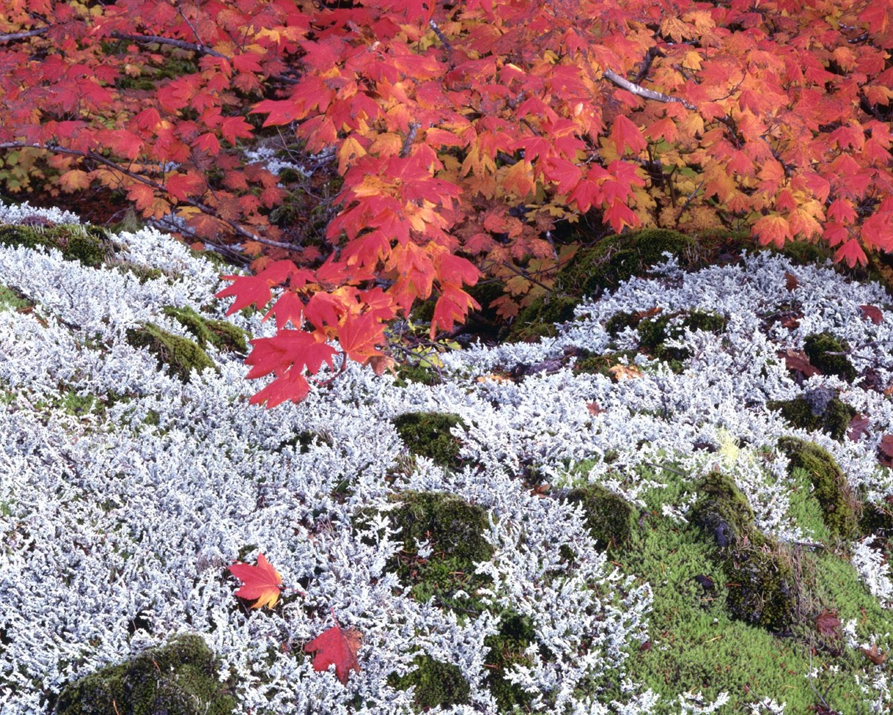 Herbstlandschaft schöne Tapete #25 - 1280x1024
