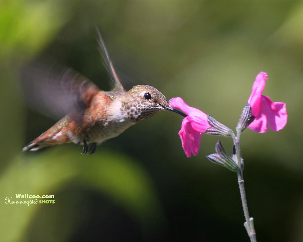 hummingbirds Foto Wallpaper #4 - 1280x1024