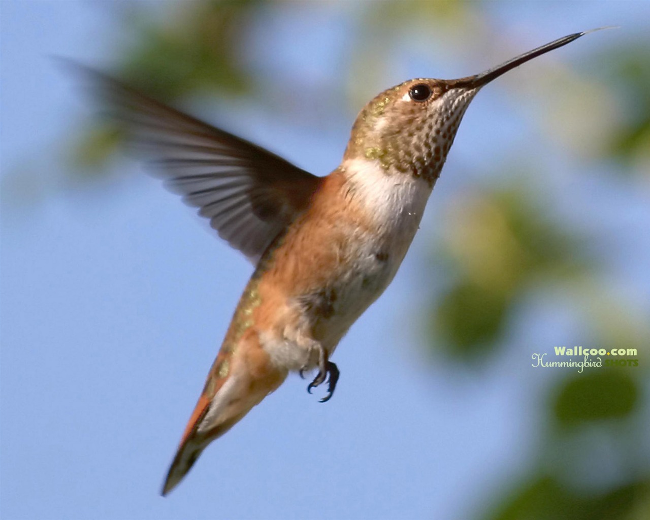 Hummingbirds Photo Wallpaper #5 - 1280x1024