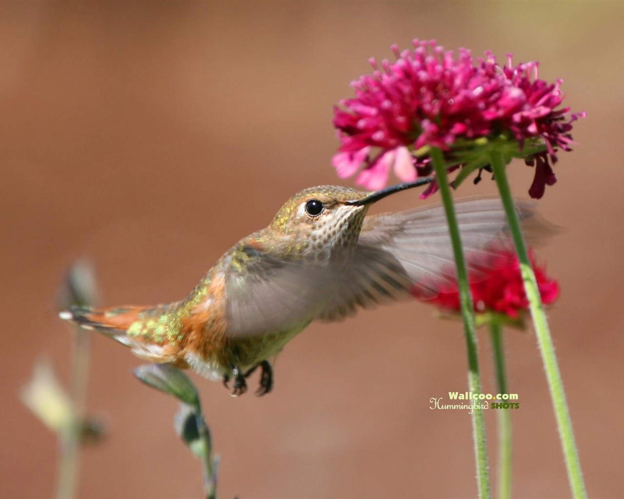 hummingbirds Foto Wallpaper #7 - 1280x1024