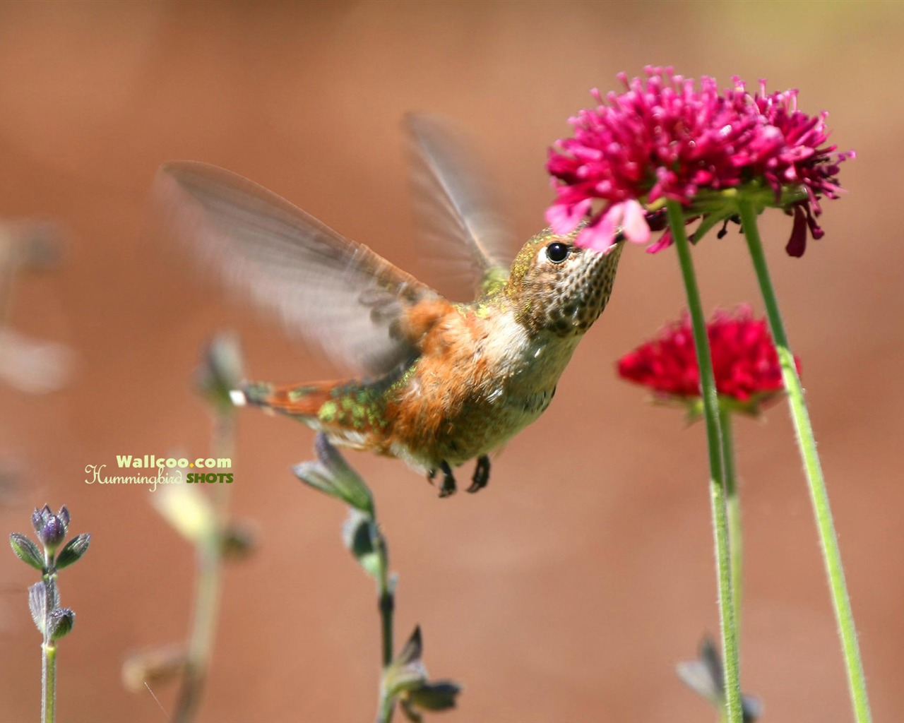 Hummingbirds Photo Wallpaper #10 - 1280x1024