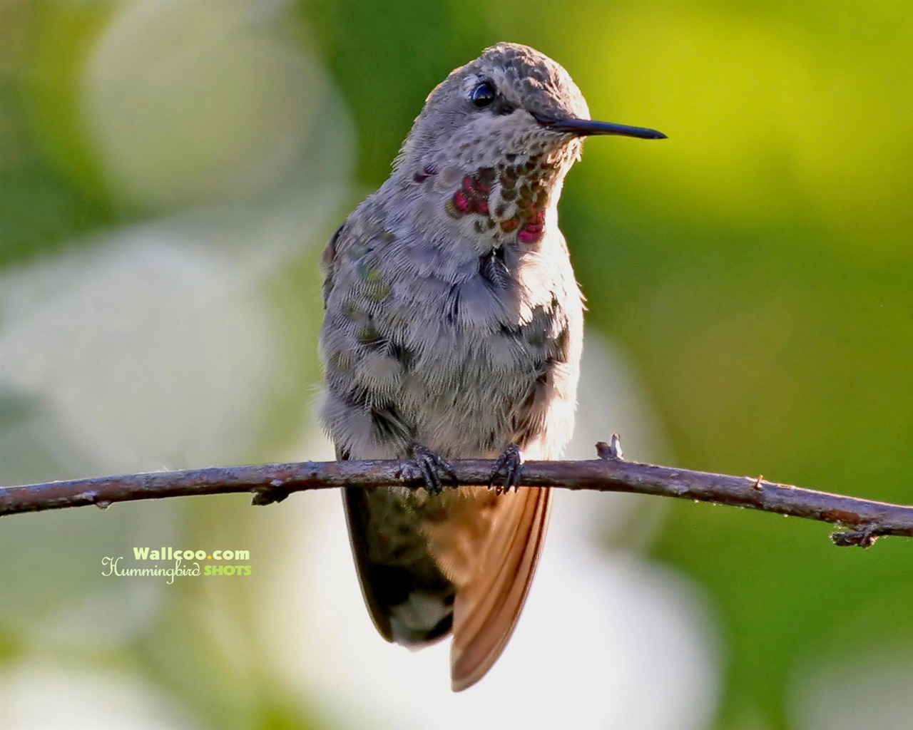 hummingbirds Foto Wallpaper #11 - 1280x1024