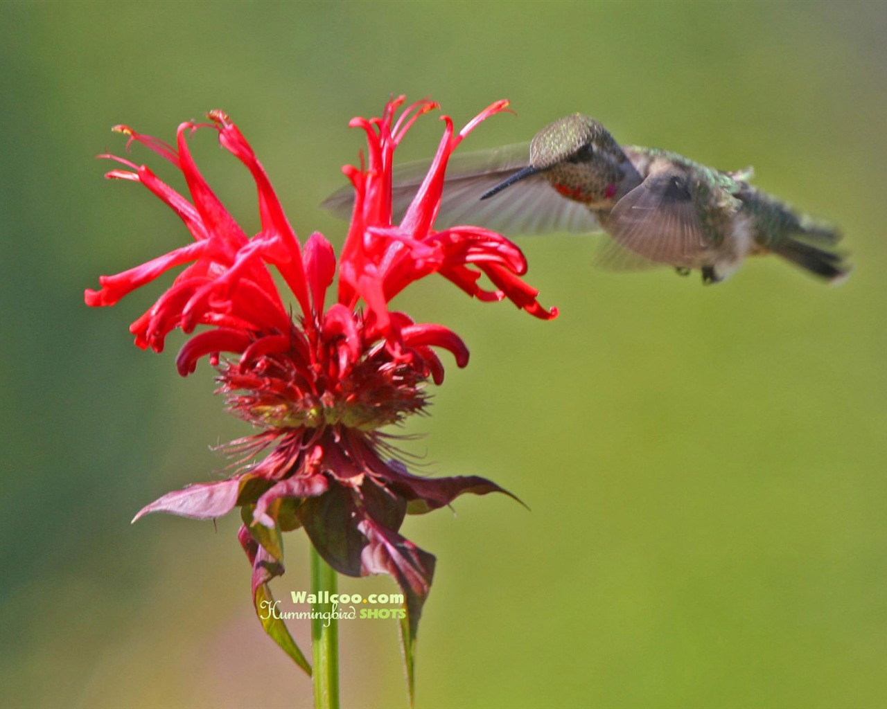 hummingbirds Foto Wallpaper #12 - 1280x1024