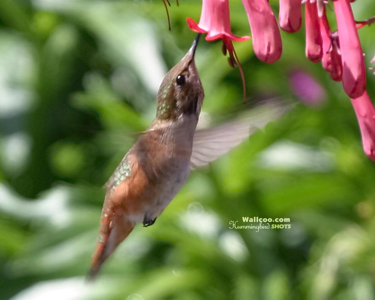 Hummingbirds Photo Wallpaper #13 - 1280x1024