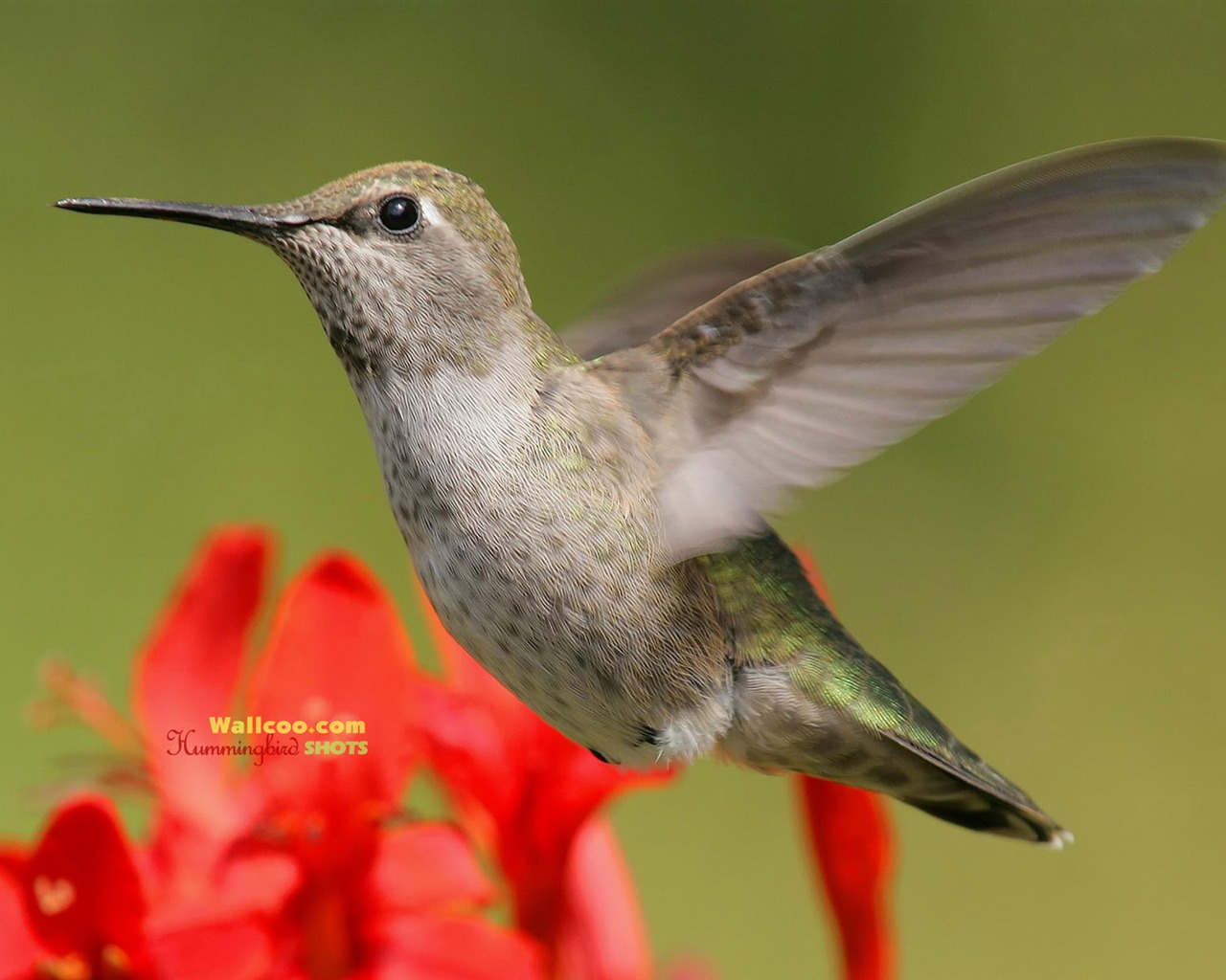 hummingbirds Foto Wallpaper #14 - 1280x1024