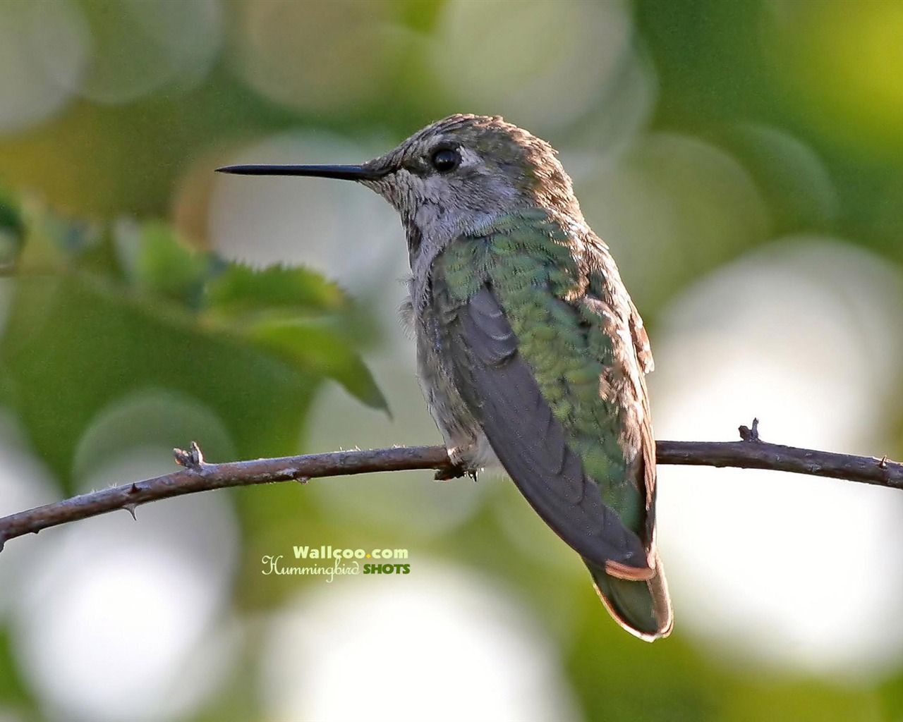 hummingbirds Foto Wallpaper #15 - 1280x1024