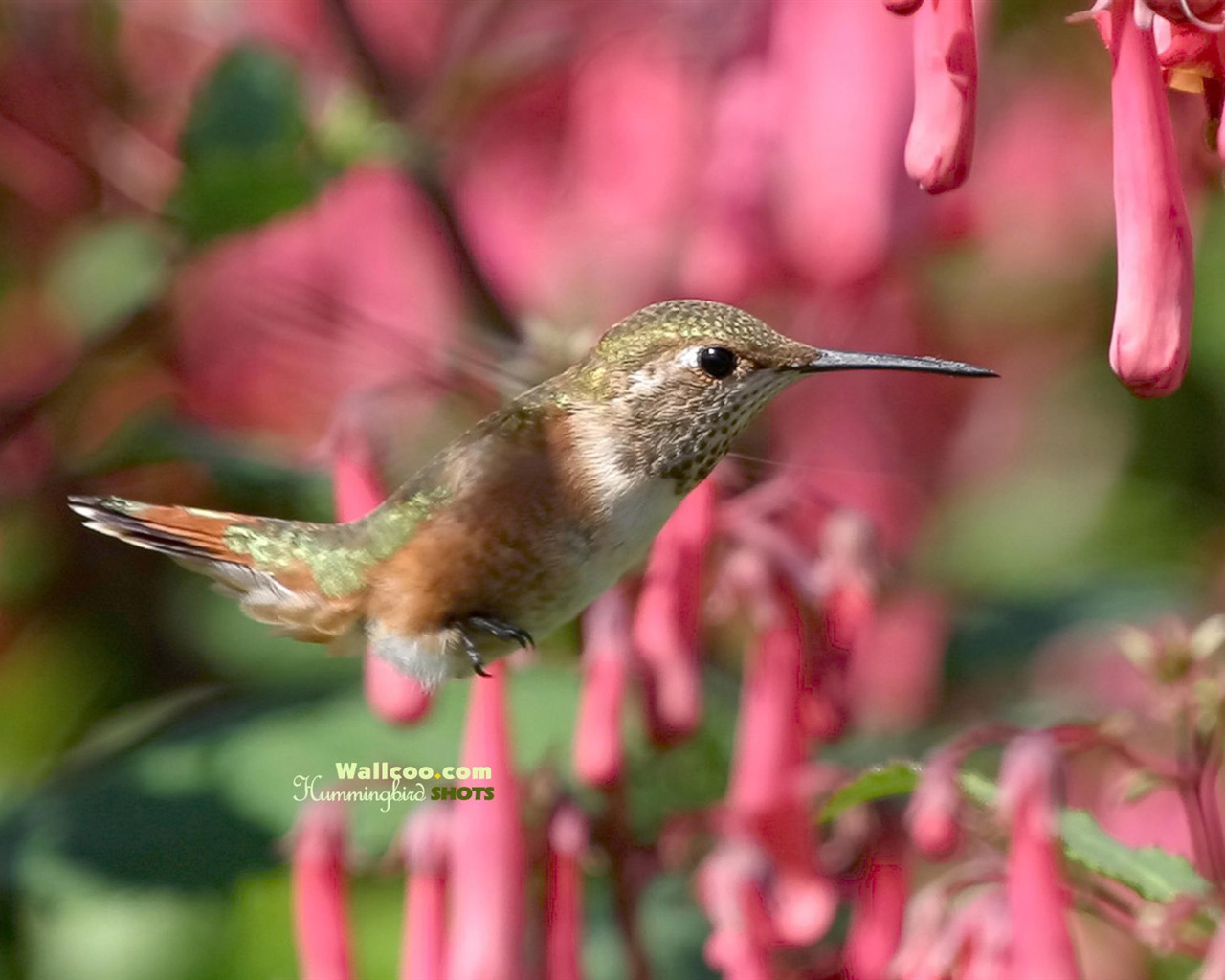hummingbirds Foto Wallpaper #16 - 1280x1024