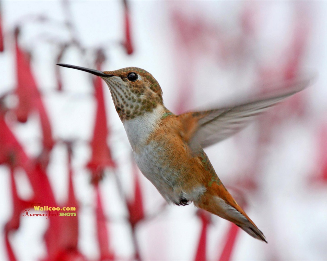 hummingbirds Foto Wallpaper #17 - 1280x1024