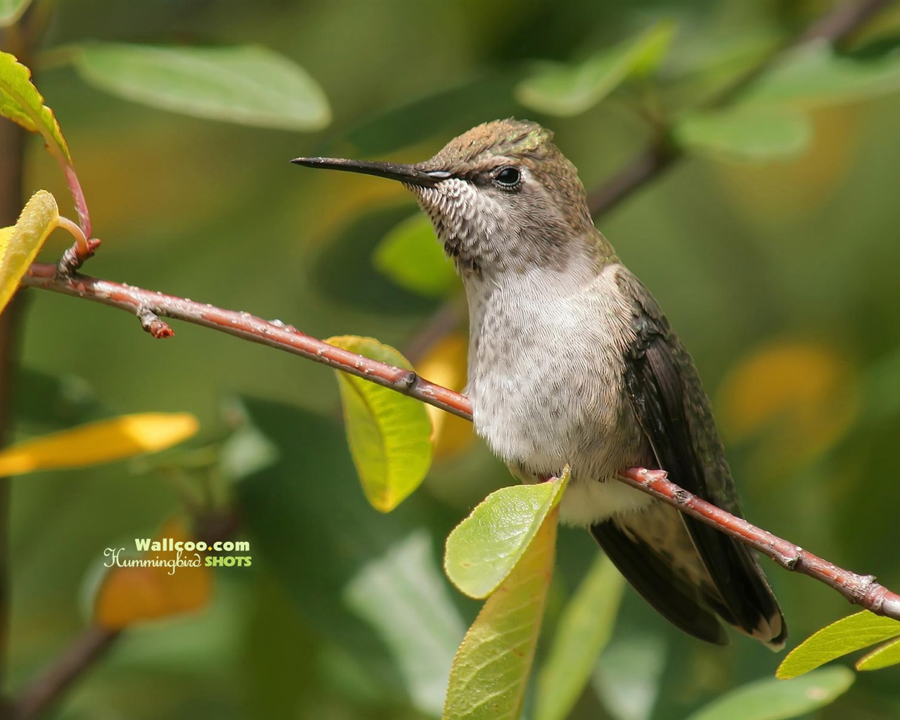 hummingbirds Foto Wallpaper #18 - 1280x1024