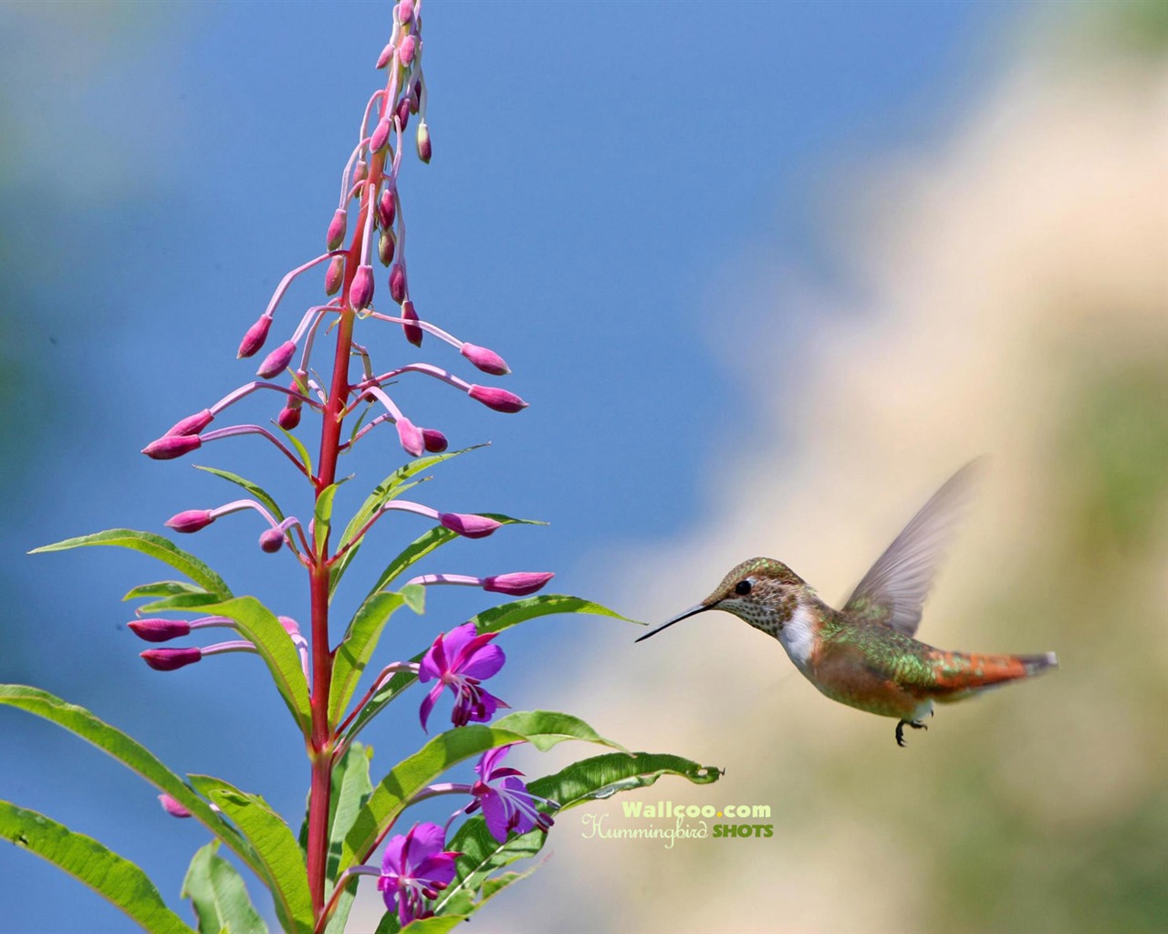 hummingbirds Foto Wallpaper #19 - 1280x1024
