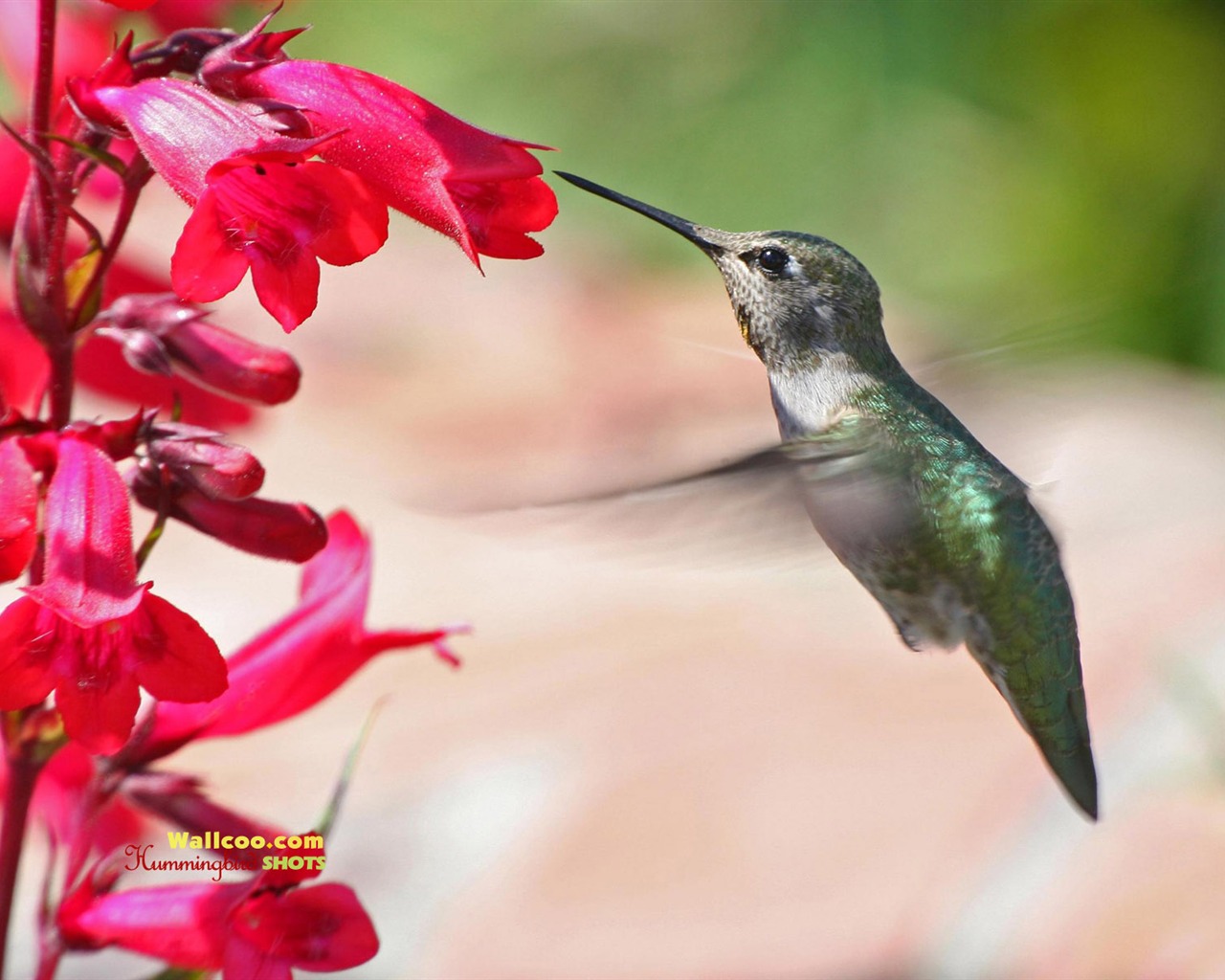 Fond d'écran Photo colibris #20 - 1280x1024