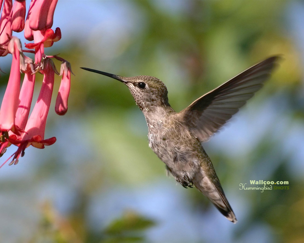 hummingbirds Foto Wallpaper #21 - 1280x1024