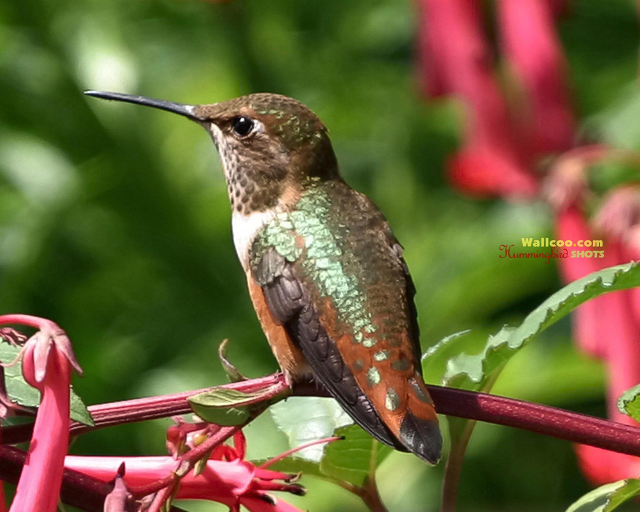 hummingbirds Foto Wallpaper #22 - 1280x1024