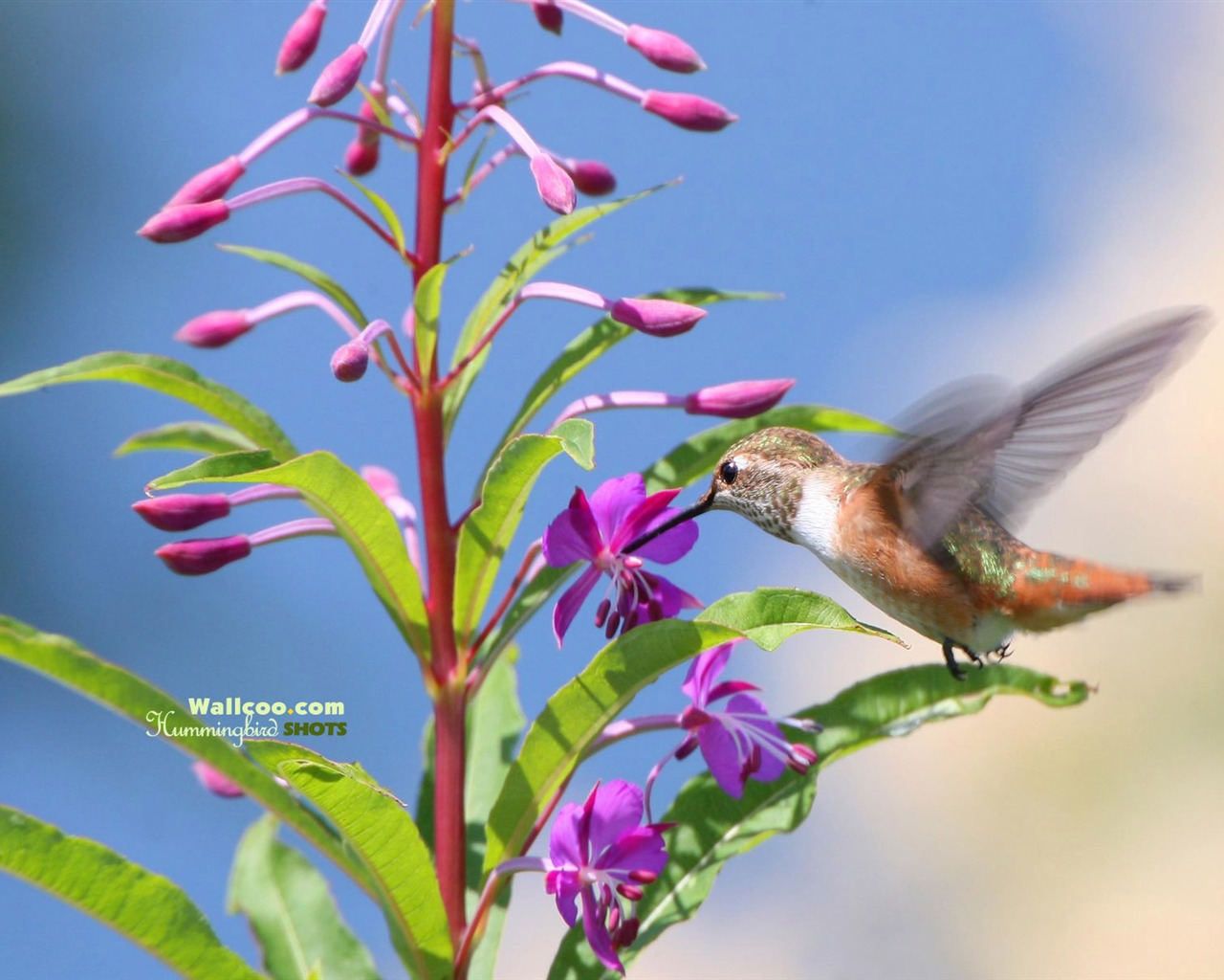 hummingbirds Foto Wallpaper #23 - 1280x1024