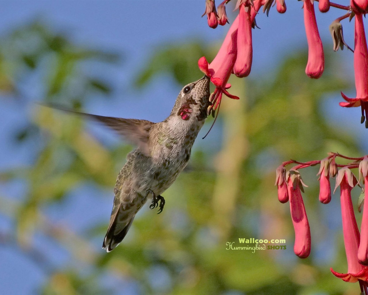 hummingbirds Foto Wallpaper #25 - 1280x1024